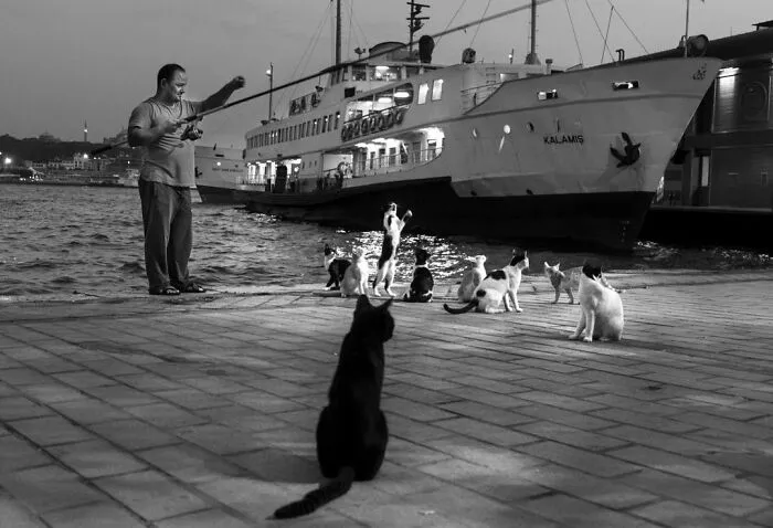 This Photographer Documents Street Cats, And Here Are His 30 Best Shots