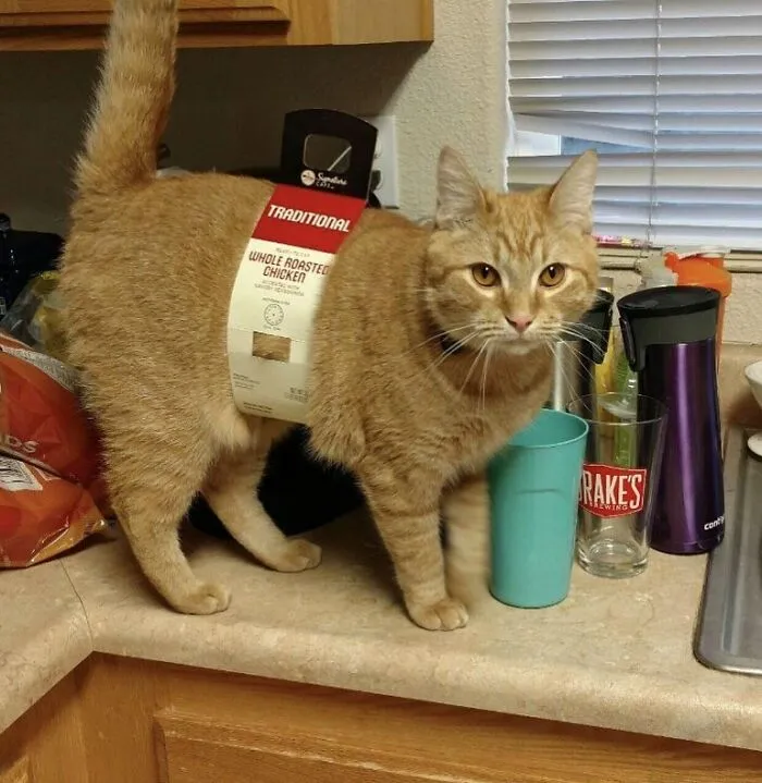 This Page Shared 50 Chonky Animals That Are Equal Parts Cute And Hilarious