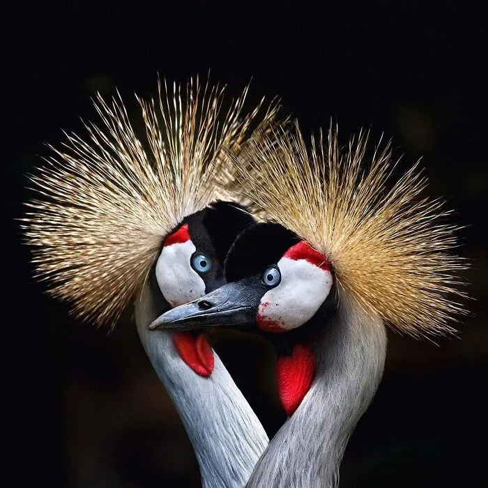 Estas 30 fotos de animales fueron elegidas por el público como las mejores del concurso de Photocrowd