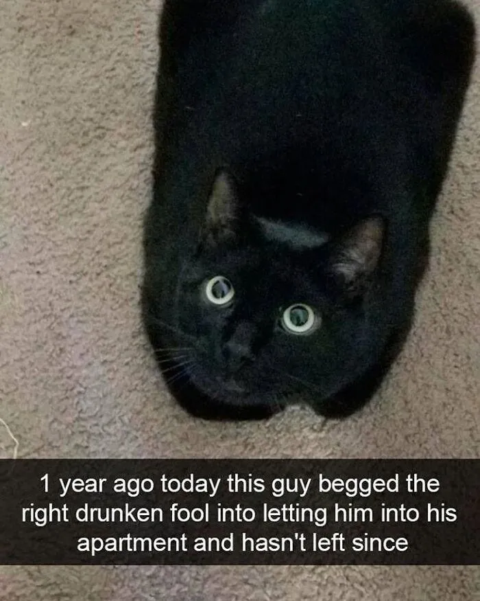 115 Silly Cats Who Are Just Out There Living Their Lives