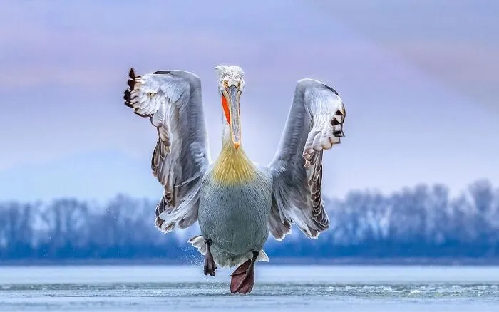 Estas 30 fotos de animales fueron elegidas por el público como las mejores del concurso de Photocrowd