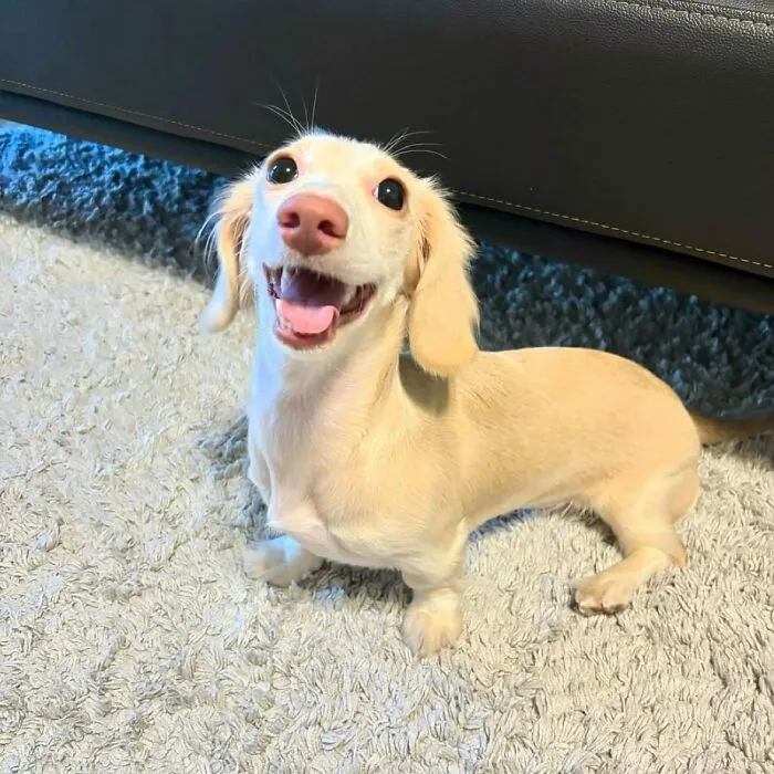 This Page Is Dedicated To Dachshunds, And These 90 Pics Show Why People Love Them