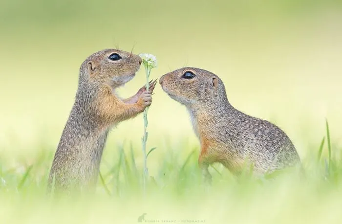 Estas 30 fotos de animales fueron elegidas por el público como las mejores del concurso de Photocrowd