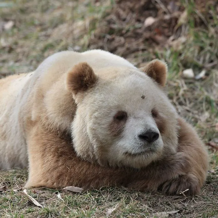 Sleepy Qizai. He Is A Very Rare Brown Panda And The Only One Living In Captivity
