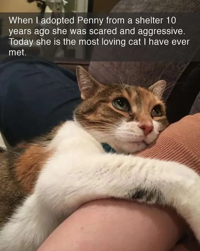 115 Silly Cats Who Are Just Out There Living Their Lives