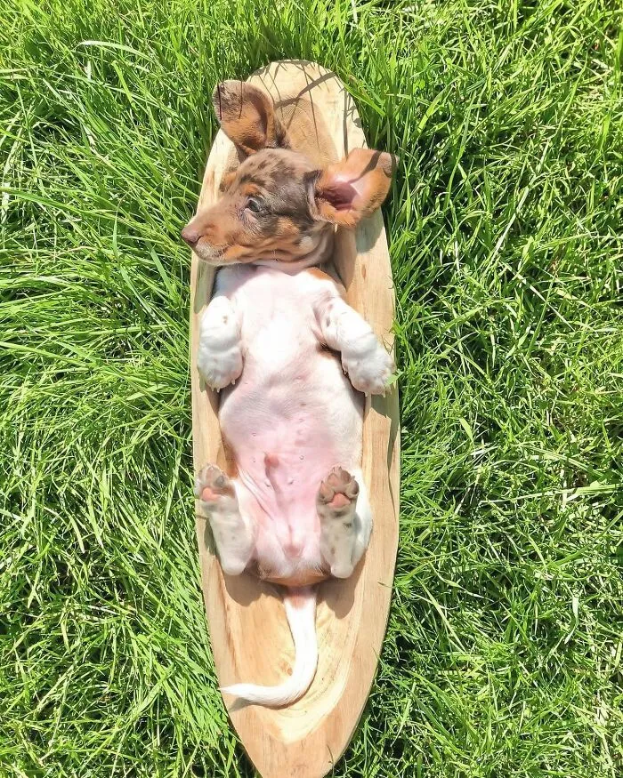 This Page Is Dedicated To Dachshunds, And These 90 Pics Show Why People Love Them