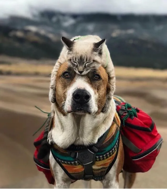 Estas 30 fotos de animales fueron elegidas por el público como las mejores del concurso de Photocrowd