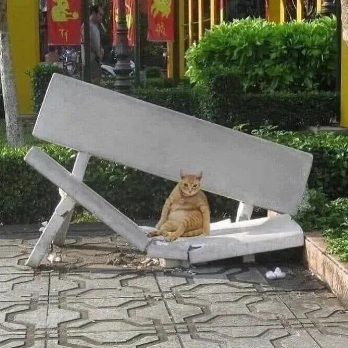 This Page Shared 50 Chonky Animals That Are Equal Parts Cute And Hilarious
