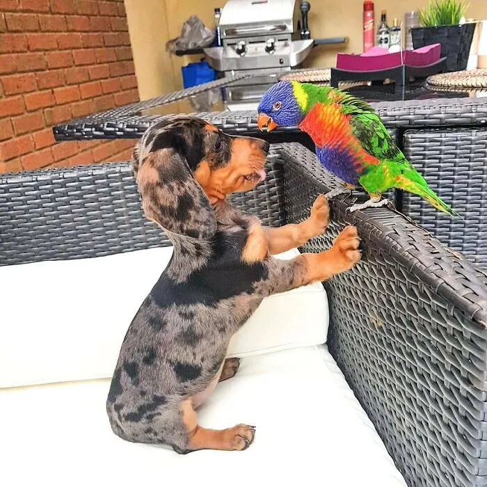 This Page Is Dedicated To Dachshunds, And These 90 Pics Show Why People Love Them