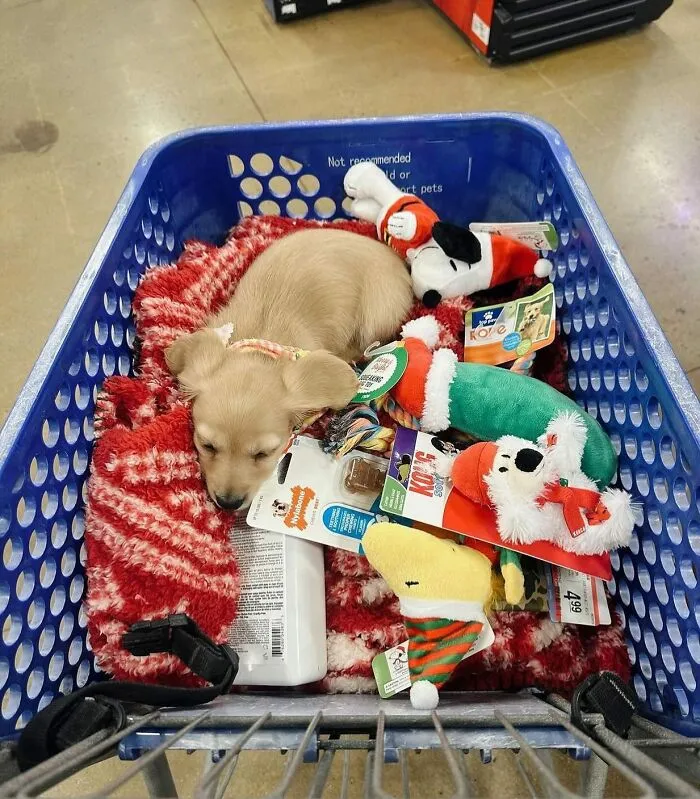 This Page Is Dedicated To Dachshunds, And These 90 Pics Show Why People Love Them