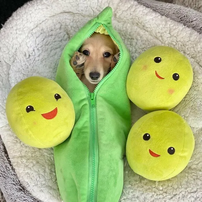 This Page Is Dedicated To Dachshunds, And These 90 Pics Show Why People Love Them