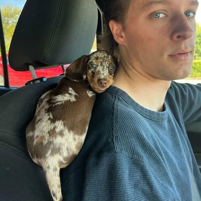 This Page Is Dedicated To Dachshunds, And These 90 Pics Show Why People Love Them