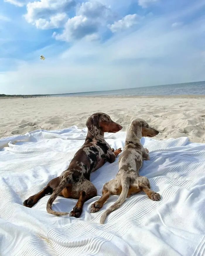 This Page Is Dedicated To Dachshunds, And These 90 Pics Show Why People Love Them