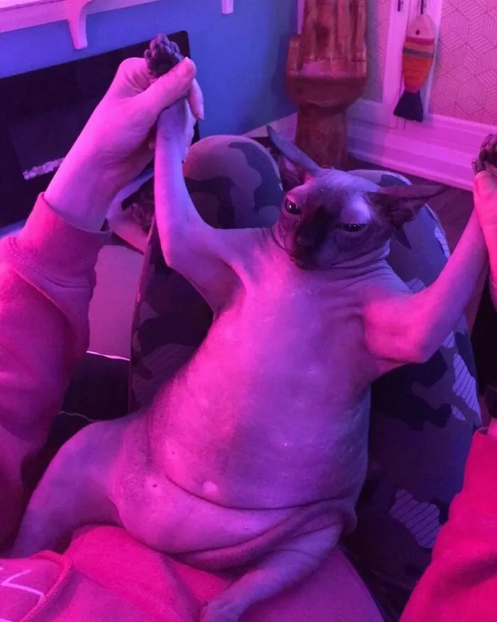 This Page Shared 50 Chonky Animals That Are Equal Parts Cute And Hilarious