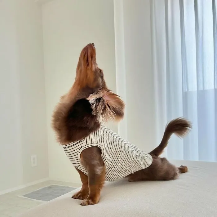 This Page Is Dedicated To Dachshunds, And These 90 Pics Show Why People Love Them