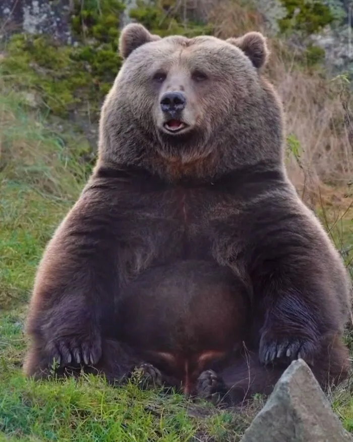 This Page Shared 50 Chonky Animals That Are Equal Parts Cute And Hilarious