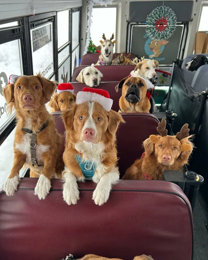 This Doggie School Bus Drives Pups To Daycare, And Here Are 50 Photos From Their Daily Trips