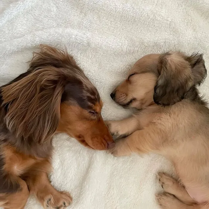 This Page Is Dedicated To Dachshunds, And These 90 Pics Show Why People Love Them
