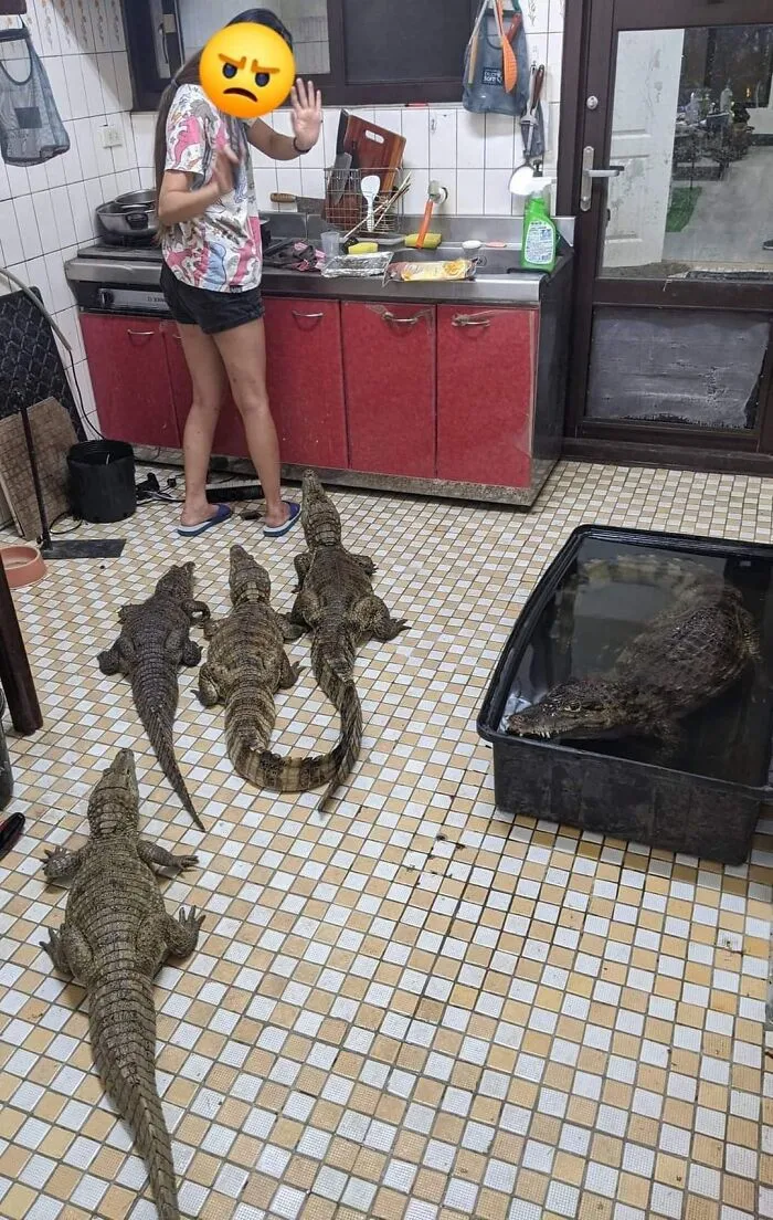 Person standing calmly with multiple crocodiles on kitchen floor showing unexpected beautiful bonds between humans and animals