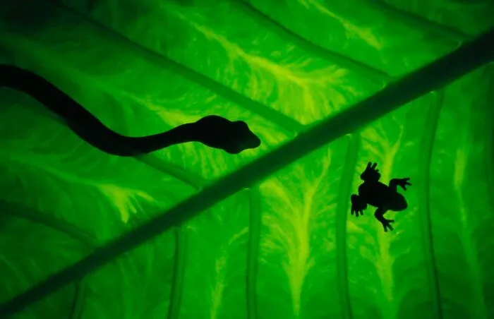 Estas 30 fotos de animales fueron elegidas por el público como las mejores del concurso de Photocrowd