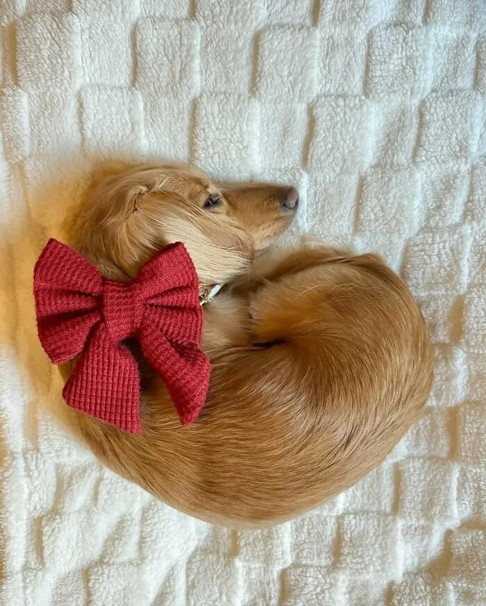 This Page Is Dedicated To Dachshunds, And These 90 Pics Show Why People Love Them