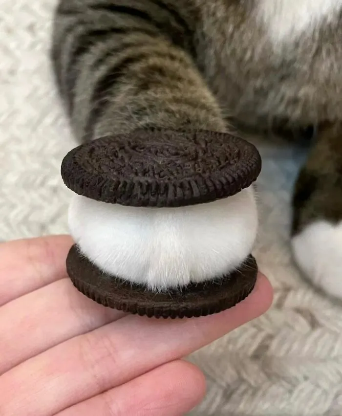 This Page Shared 50 Chonky Animals That Are Equal Parts Cute And Hilarious