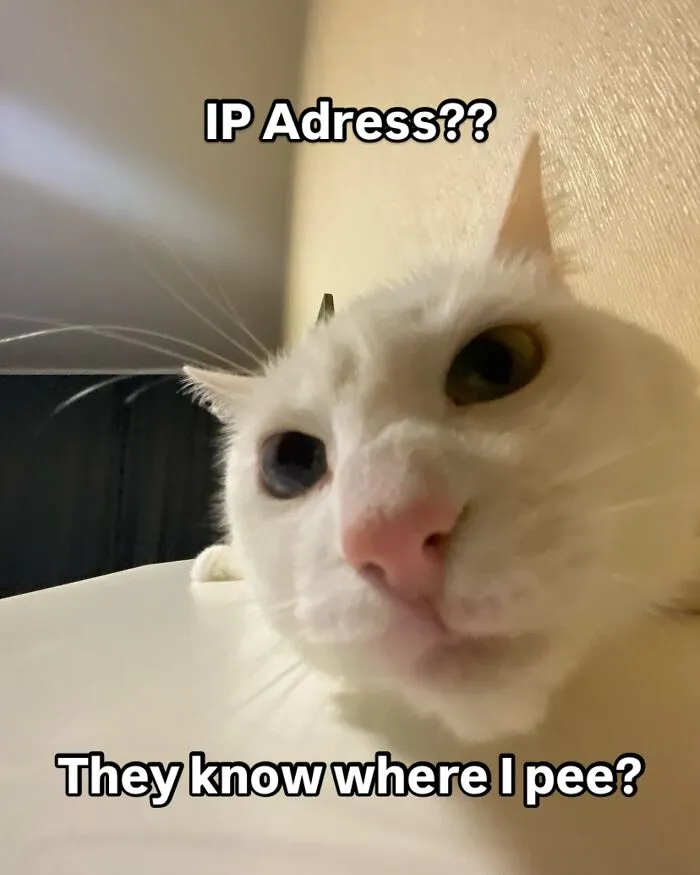 45 Feel-Good Memes From 'A Cat Named Snowflake'