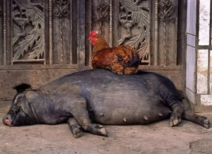 Estas 30 fotos de animales fueron elegidas por el público como las mejores del concurso de Photocrowd