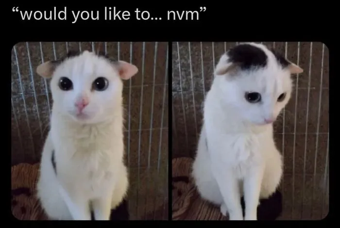 This Page Is Dedicated To Cats With Attitude, And Here Are 65 Of Their Best Moments