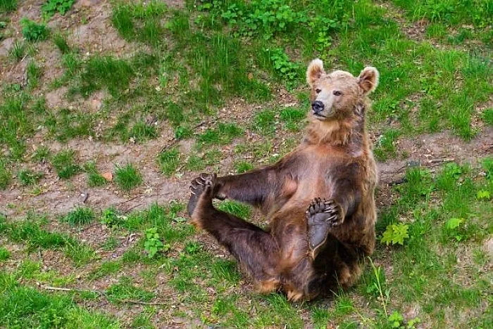 This Page Posts Pics Of Animals With Powerful Auras, And These 63 Are Hilarious (New Pics)