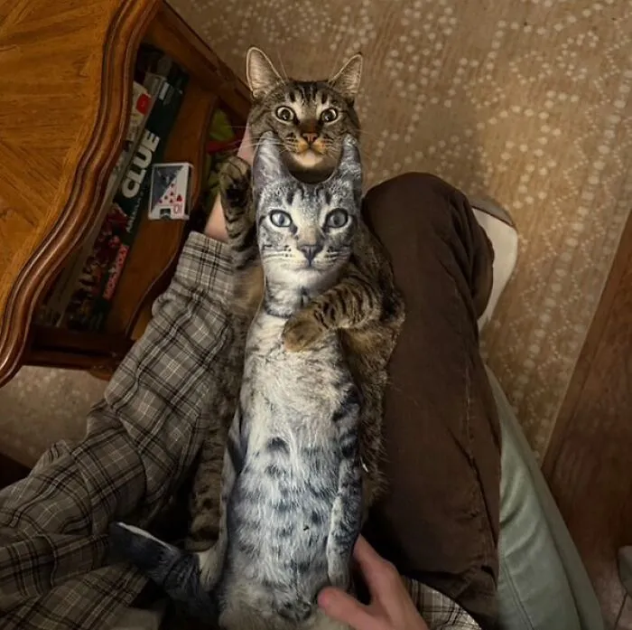 This Page Is Dedicated To Cats With Attitude, And Here Are 65 Of Their Best Moments