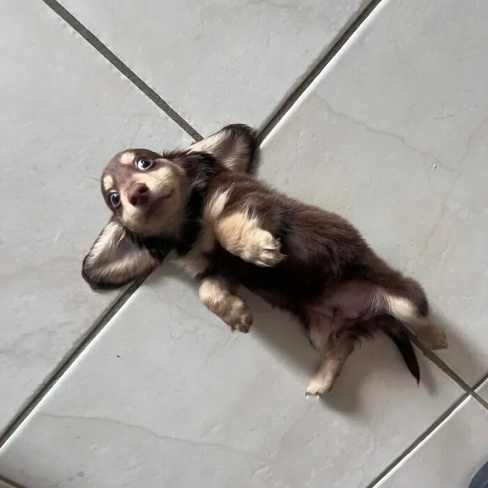 This Page Is Dedicated To Dachshunds, And These 90 Pics Show Why People Love Them