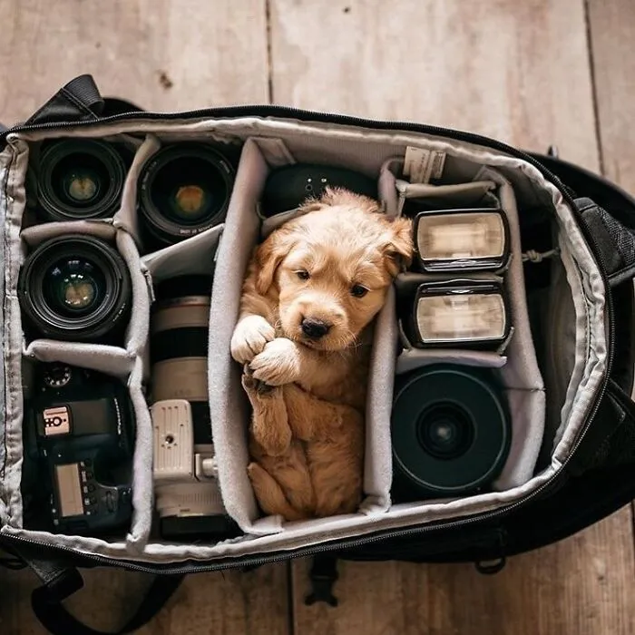 Estas 30 fotos de animales fueron elegidas por el público como las mejores del concurso de Photocrowd