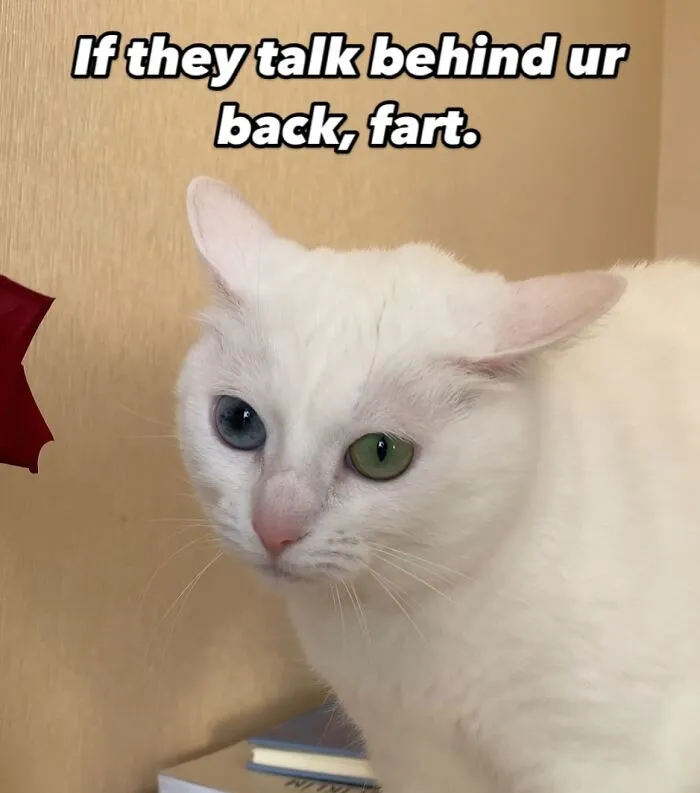 45 Feel-Good Memes From 'A Cat Named Snowflake'