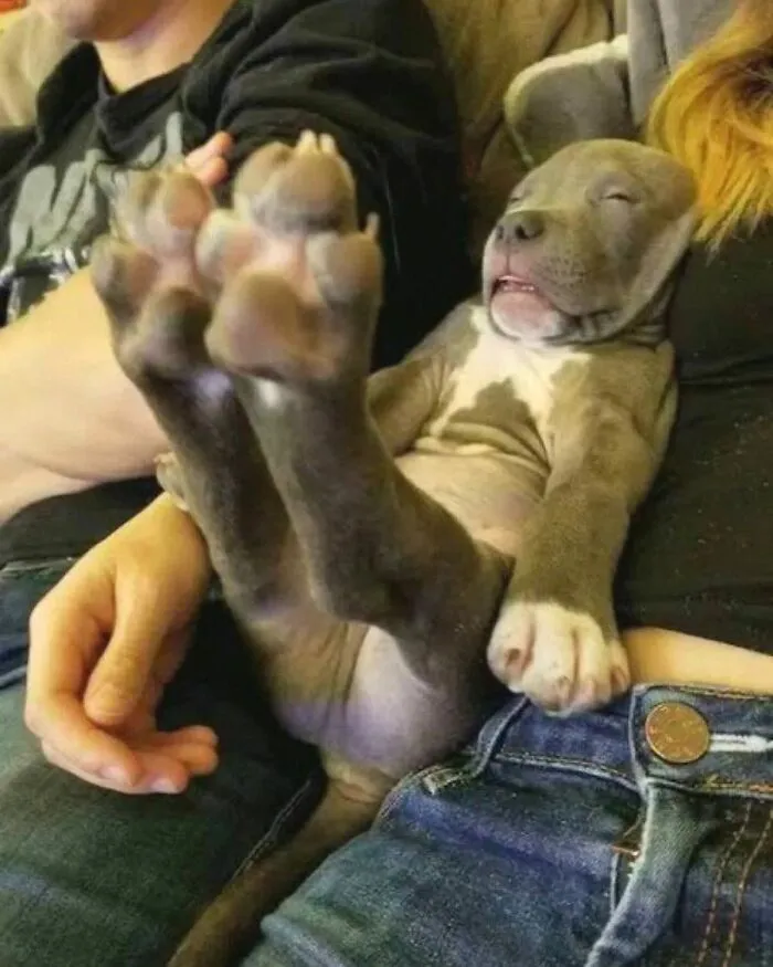 85 Irresistible Dog Moments Shared By This Community
