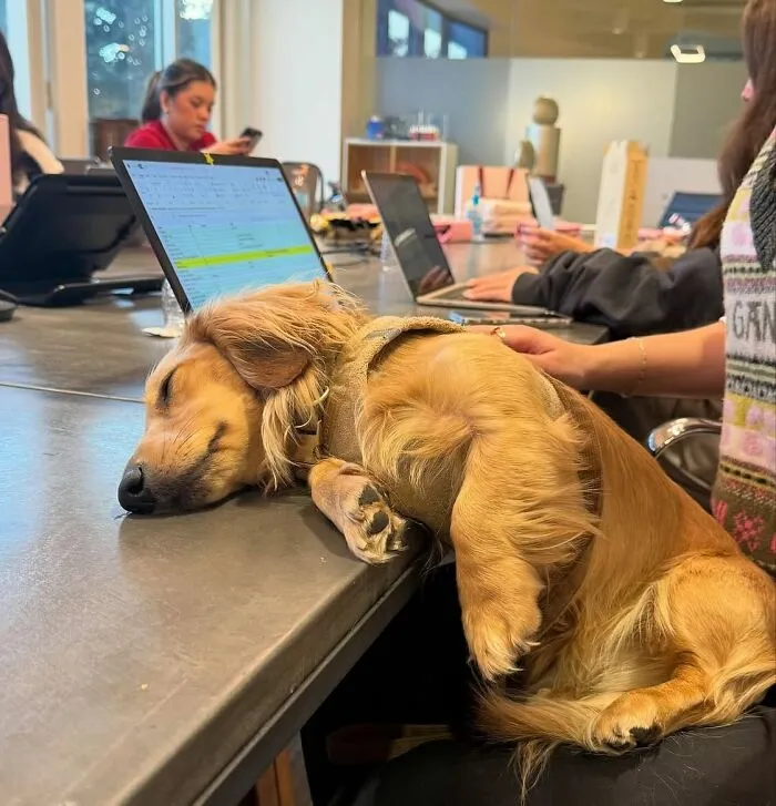 This Page Is Dedicated To Dachshunds, And These 90 Pics Show Why People Love Them