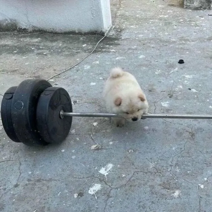 This Page Shared 50 Chonky Animals That Are Equal Parts Cute And Hilarious