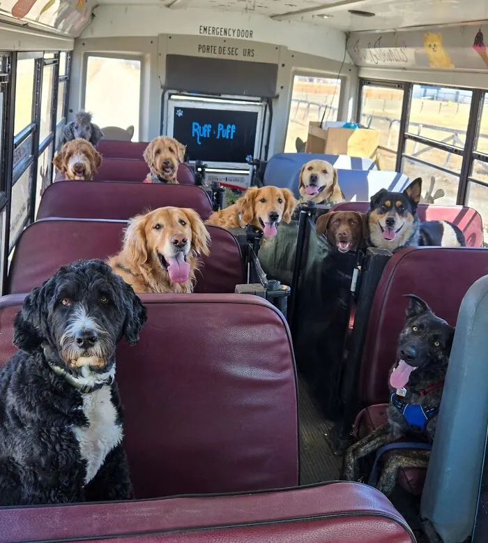 Several happy dogs riding inside a real school bus for a dog daycare pickup adventure.