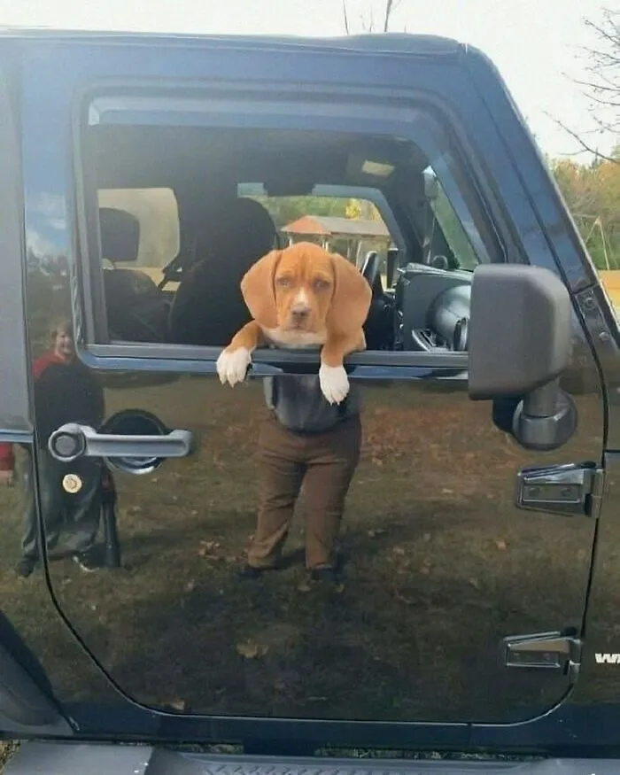 85 Irresistible Dog Moments Shared By This Community