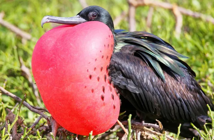 5# Great Frigatebird