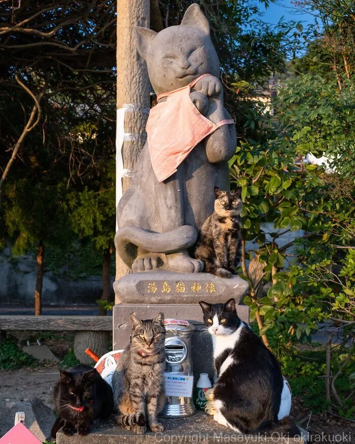Japanese Street Cats Are Back With 43 New Photos Full Of Chaos And Charm