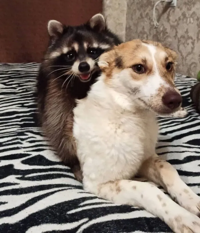 Unlikely Animal Friendships That Will Melt Your Heart (21 Pics)
