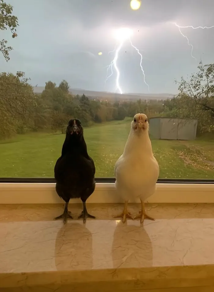 This Page Posts Pics Of Animals With Powerful Auras, And These 63 Are Hilarious (New Pics)