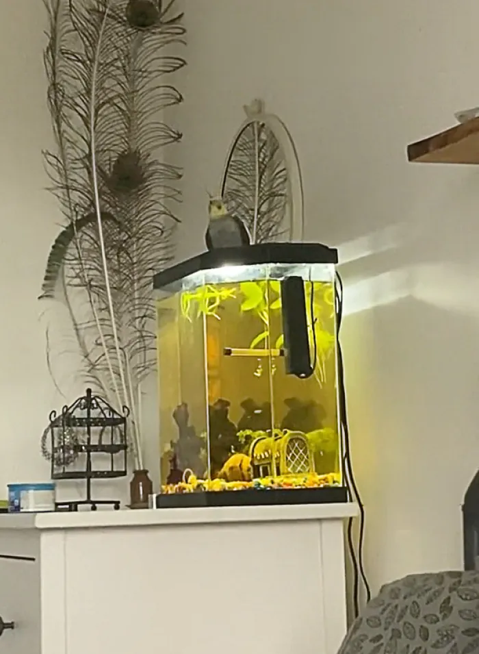 Cockatiel Sings "September"