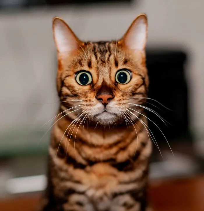 Estas 30 fotos de animales fueron elegidas por el público como las mejores del concurso de Photocrowd