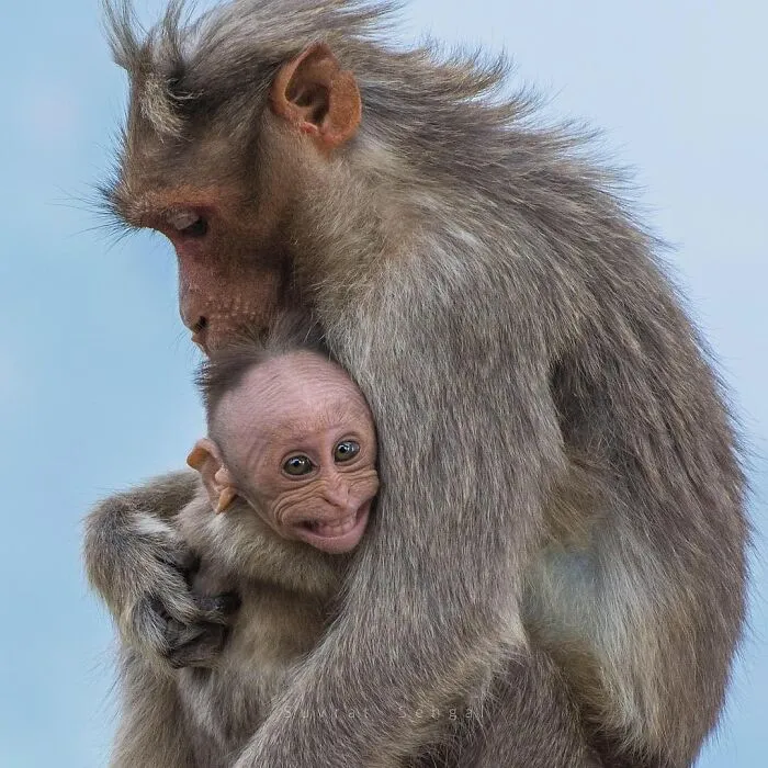 Estas 30 fotos de animales fueron elegidas por el público como las mejores del concurso de Photocrowd