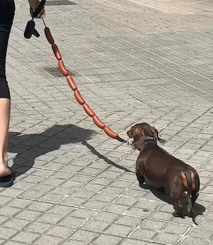 This Page Shared 50 Chonky Animals That Are Equal Parts Cute And Hilarious