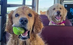 This Doggie School Bus Drives Pups To Daycare, And Here Are 50 Photos From Their Daily Trips