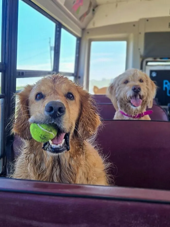 This Doggie School Bus Drives Pups To Daycare, And Here Are 50 Photos From Their Daily Trips
