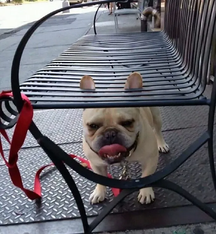 85 Irresistible Dog Moments Shared By This Community